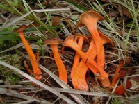 Cantharellus lutescens2