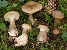 Clitocybe clavipes3
