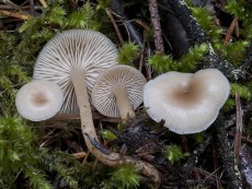 Clitocybe fragrans