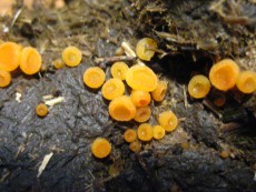 Coprobia granulata1