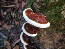 Ganoderma resinaceum2