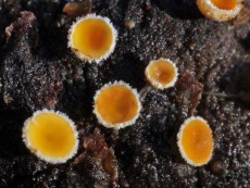 Fairy Cup Fungus – Dasyscyphus bicolor