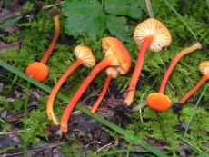 hygrocybe cantharellus