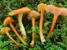 hygrocybe cantharellus2