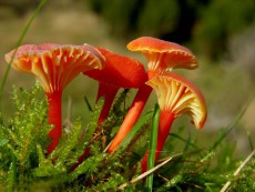 hygrocybe cantharellus3