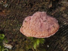 Leptoporus mollis2