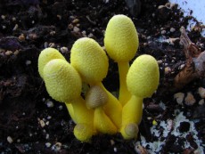 Leucocoprinus birnbaumii2