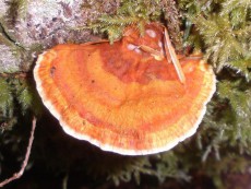 Pycnoporellus fulgens1