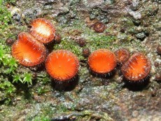 Scutellinia scutellata1