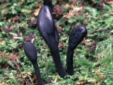 Trichoglossum hirsutum3