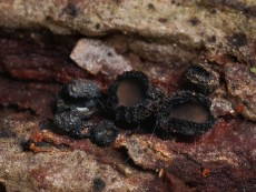 Crumenulopsis pinicola