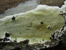 Gloeoporus pannocinctus